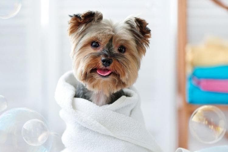 veterinary dog grooming and bathing tips