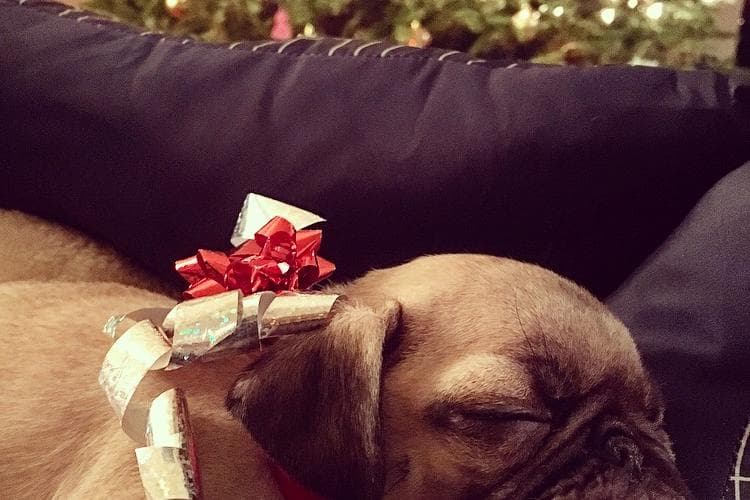 A puppy sleeping in front of a Christmas tree with a ribbon on it