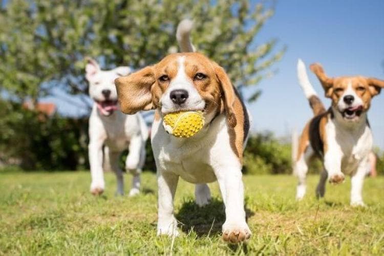 Dog Park Etiquette to Protect Your Precious Pup