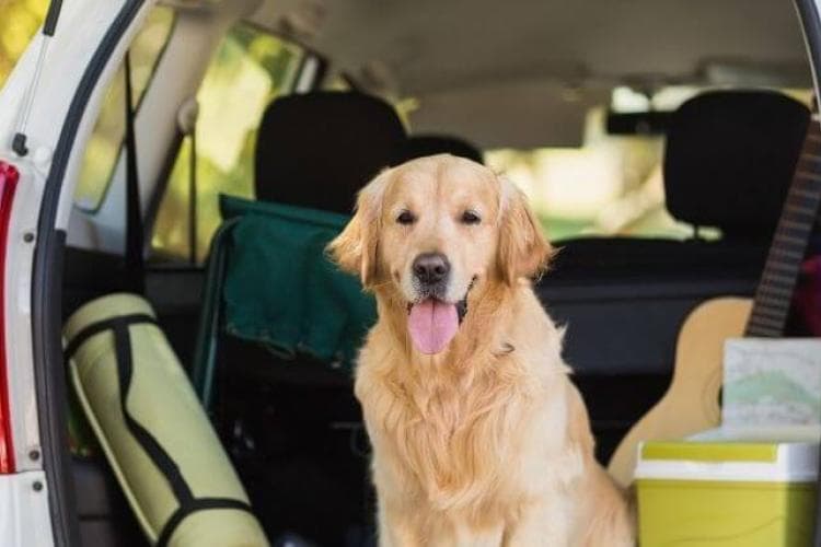 keeping your dog safe on road trips