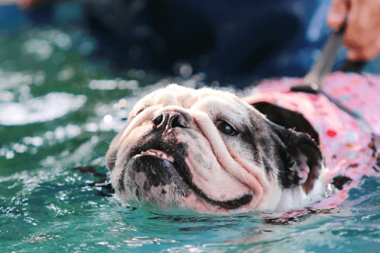 keeping your dog safe around water