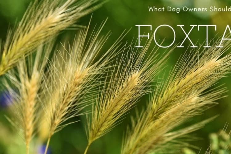 keeping your dog safe from foxtails