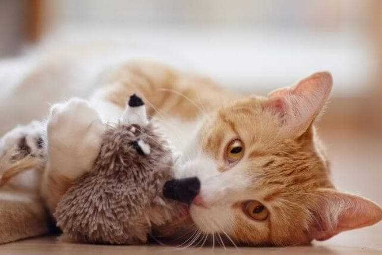 Orange cat playing with toy