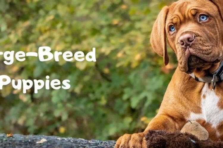 caring for large breed puppies