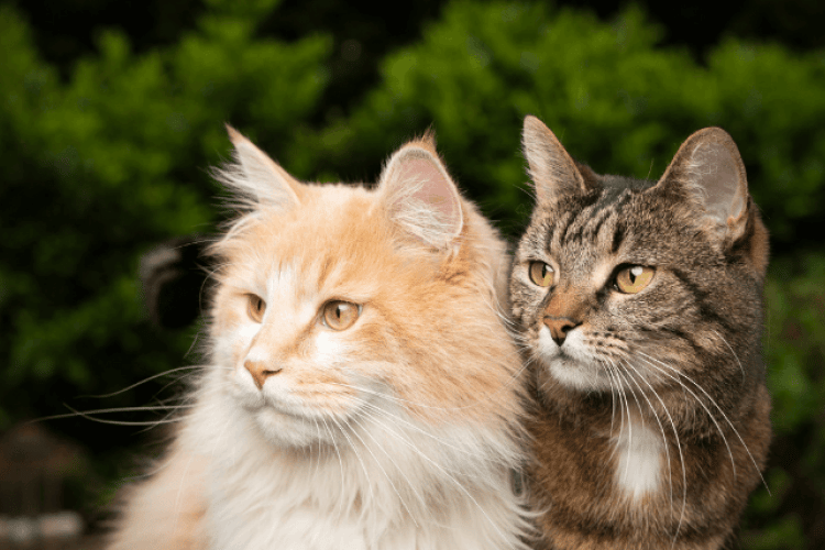 choosing between male and female cats based on personality