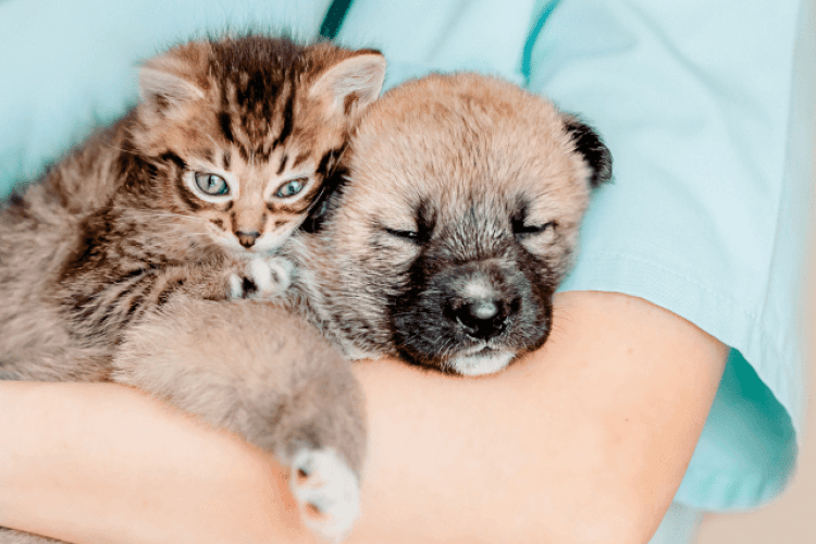 imported pets and the rabies risks