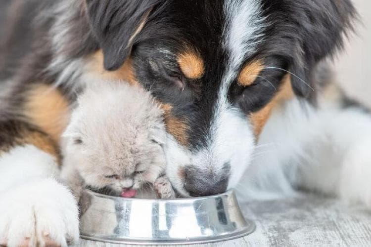 cat and dog drinking water