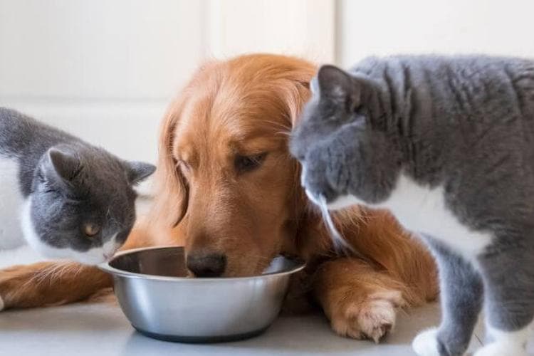 How to Make the Best Food Choices for Your Cats and Dogs