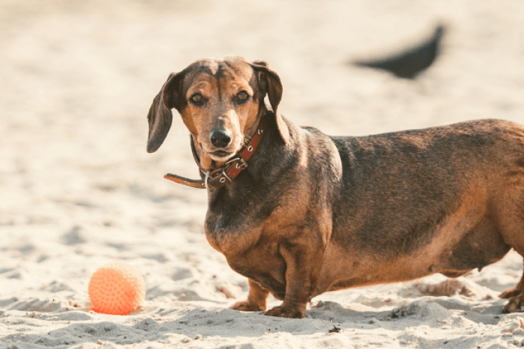 An overweight dachshund dog. 