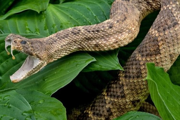 how to prevent and treat snake bites in your pets