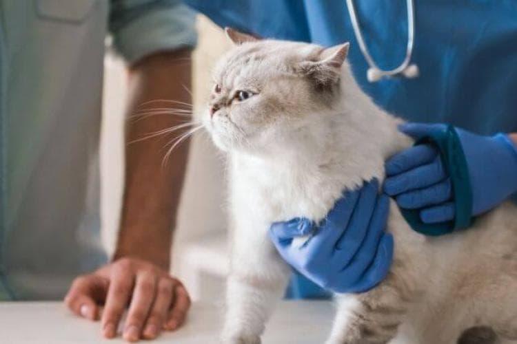 stress free cat veterinary visits