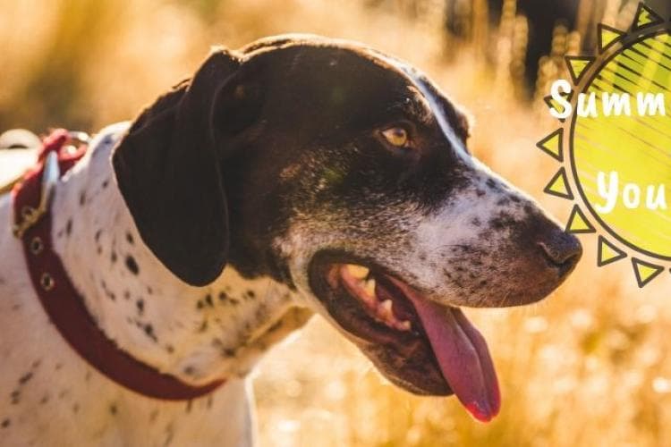 helping your dog stay safe in high summer temperatures