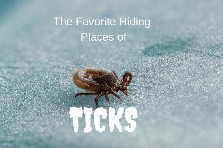 protecting your pets from ticks