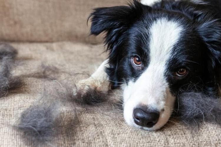 tips for shedding dogs