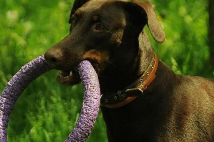 What Veterinarians Want You to Look For in a Chew Toy