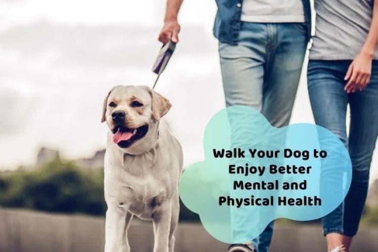 benefits of walking your dog