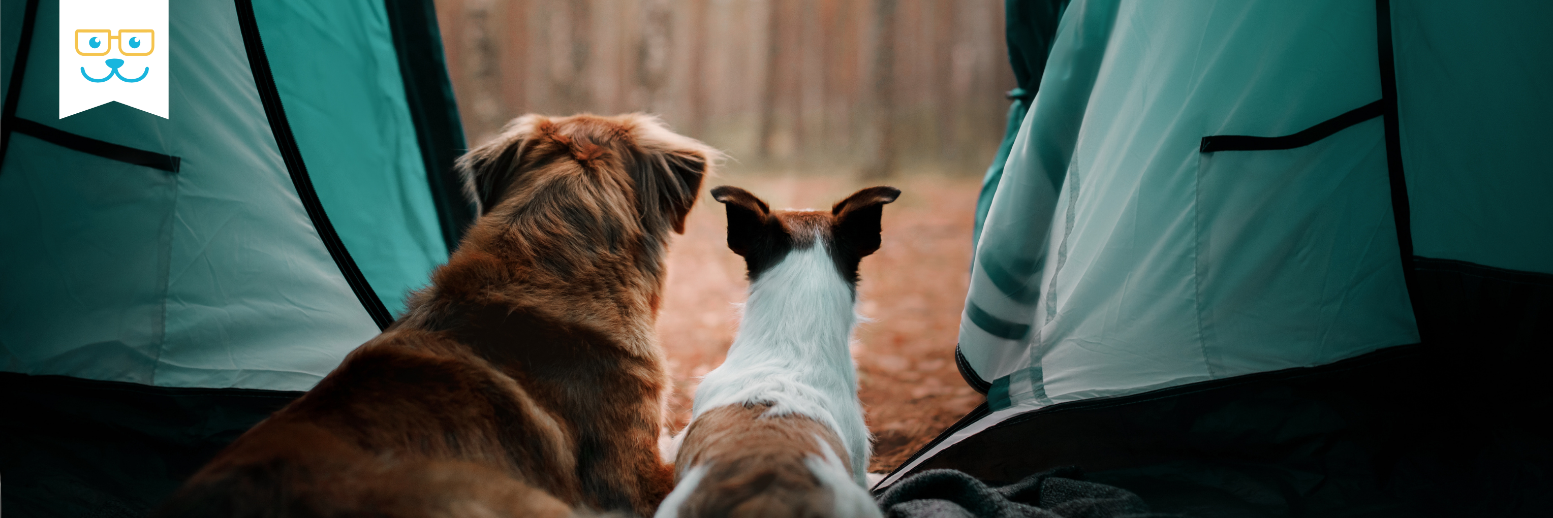 Dog Games: Fun Ways To Play With Any Dog Based On Their