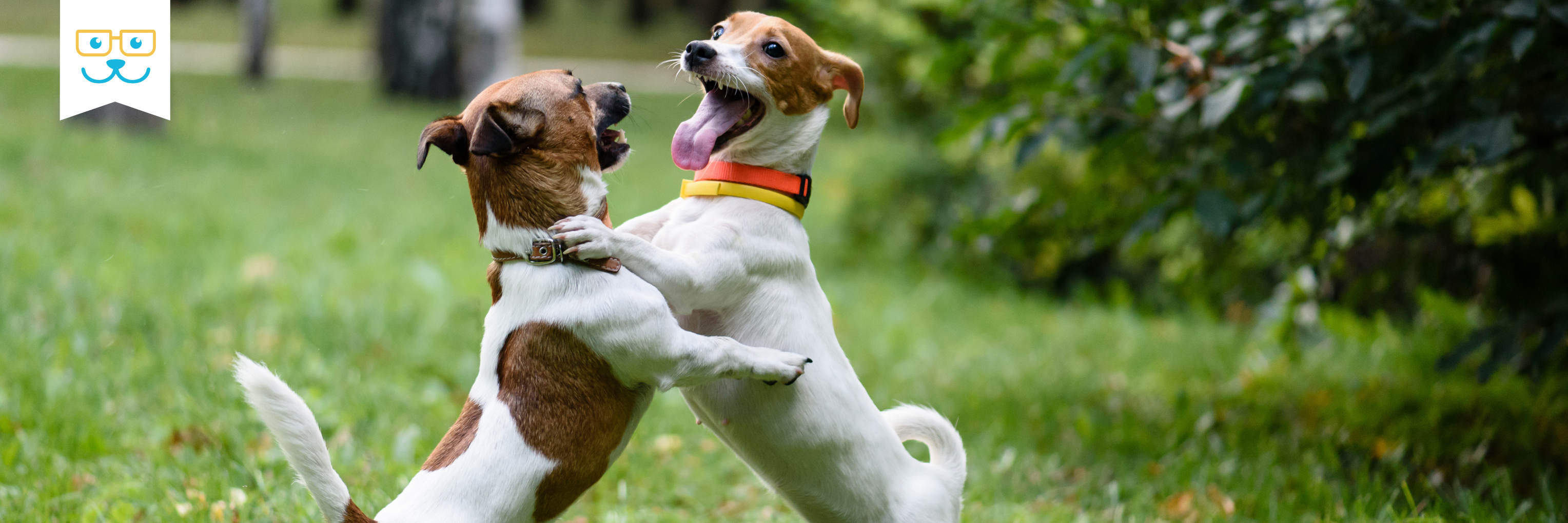 how do you know if your dog has behavior problems