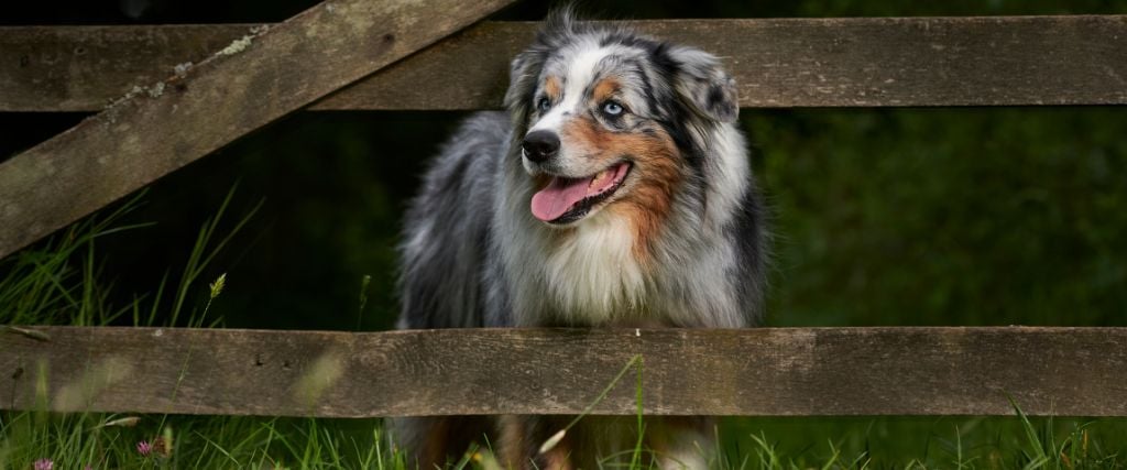 Australian Shepherd looking through fence.