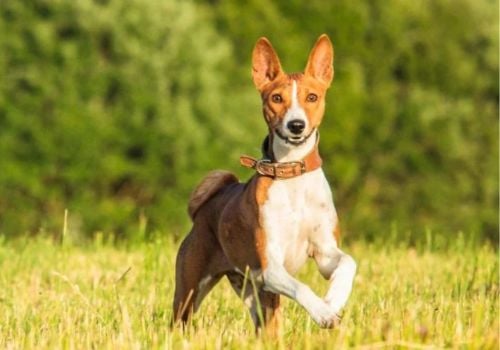 A Basenji Dog running