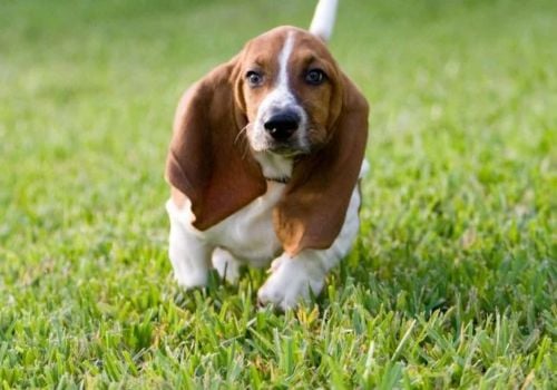 A Basset Hound running in grass