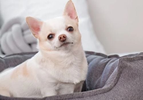 A Chihuahua dog in a bed