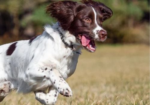 An English Springer Spaniel