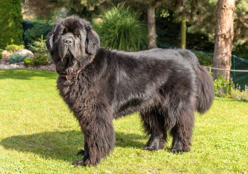 Black Newfoundland at dog show.