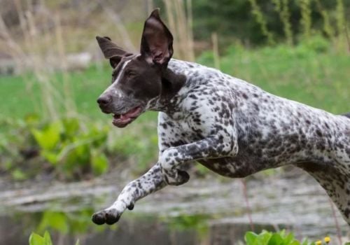 A Pointer dog jumping