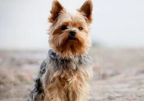 A Yorkshire Terrier on the beach