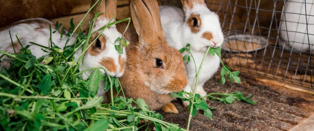 15 Things You Need to Build the Perfect Habitat for Your Rabbit