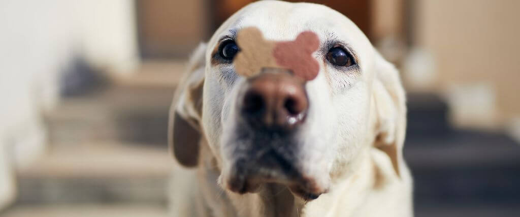 Classic Christmas Cookies for Dogs &amp; Holiday-Inspired Treats for Cats