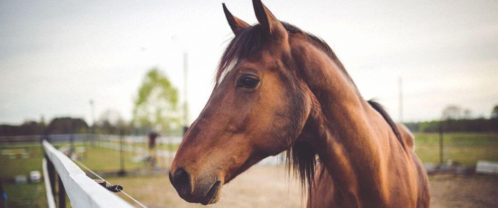 FAQs &amp; Everything You Need to Know About West Nile Virus in Horses