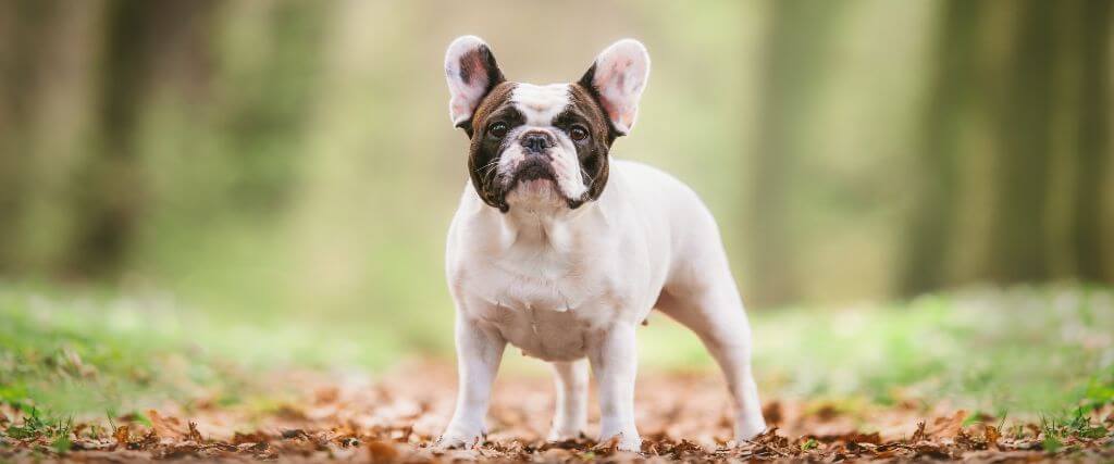 From a Vet’s Perspective: Common Health Issues in French Bulldogs and Their Treatments