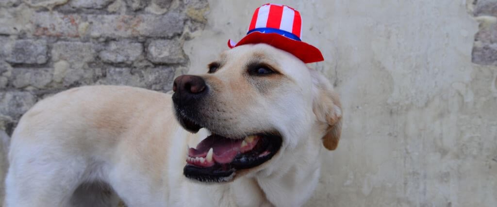 The 4-1-1 on Pet Microchipping, and Why You Need it For the 4th of July