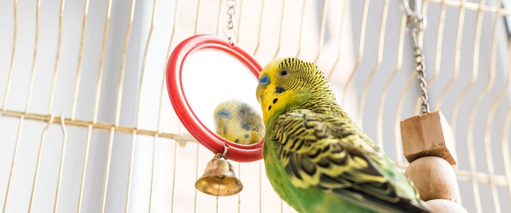 What You Need to Be Prepared for As a Bird Owner