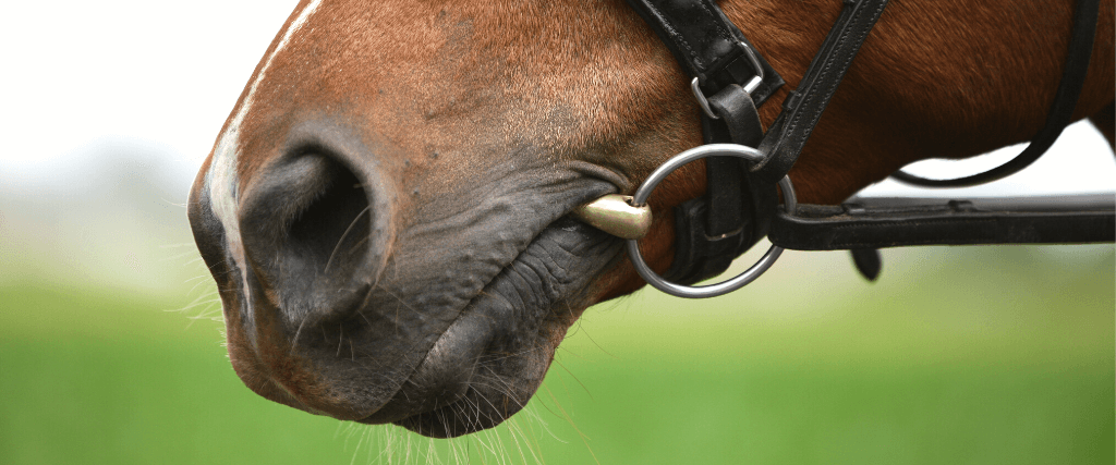 Equine Dental Care And Dental Disease &quot;From The Horse&#039;s Mouth&quot;