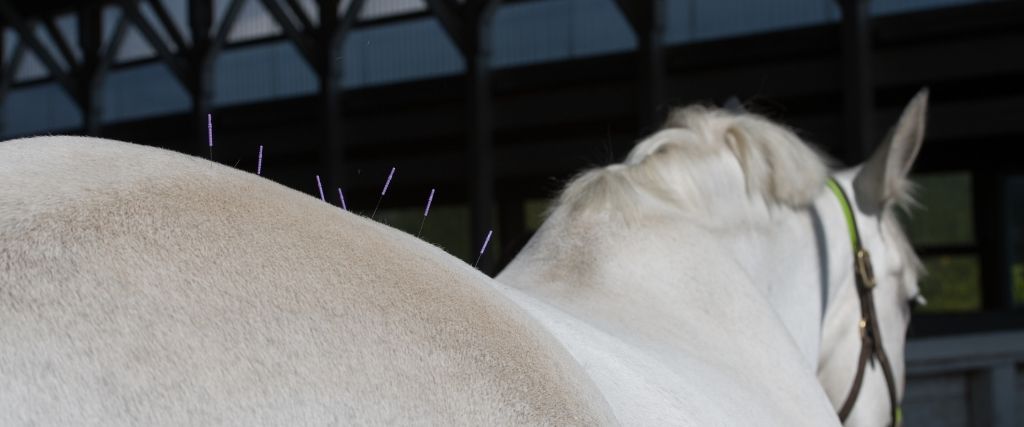 Discover the Benefits of Equine Acupuncture: Holistic Healing for Your Horse