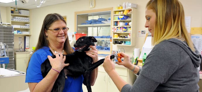 Dog & Cat Hospital – Norfolk, VA