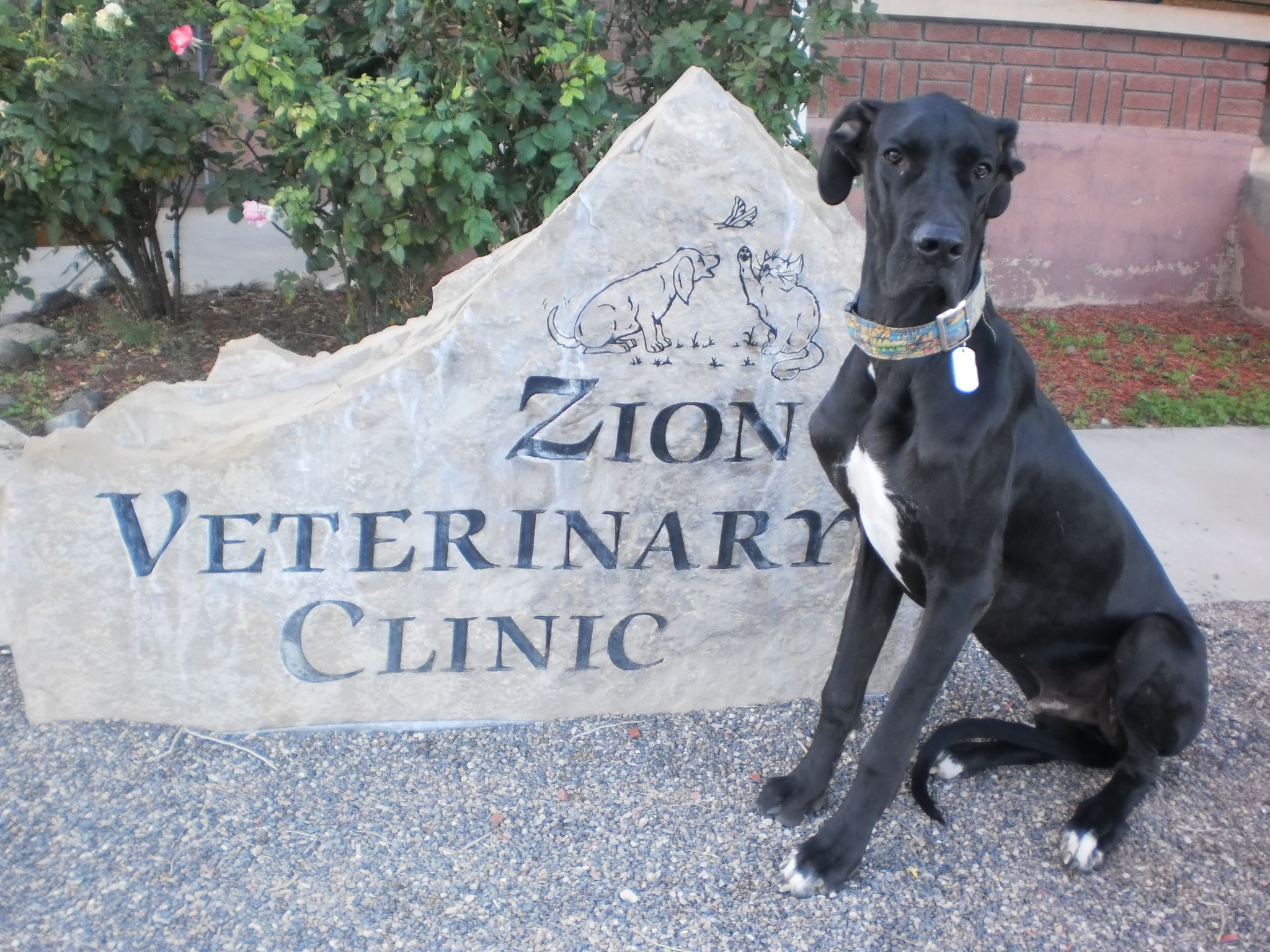 zion animal hospital