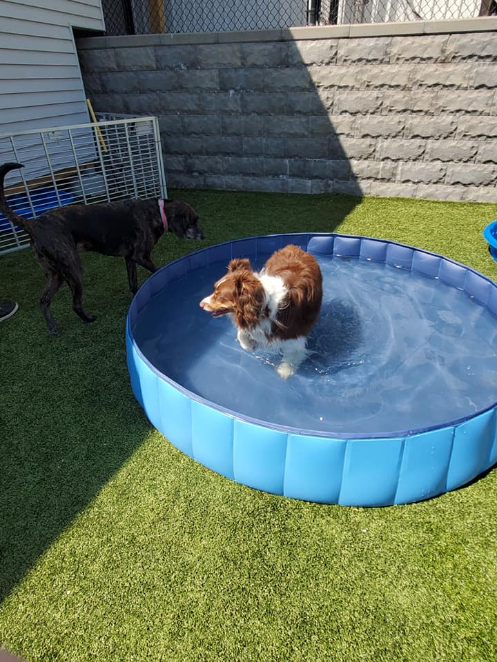 Dog Daycare in Davenport, IA  Animal Family Veterinary Care Center