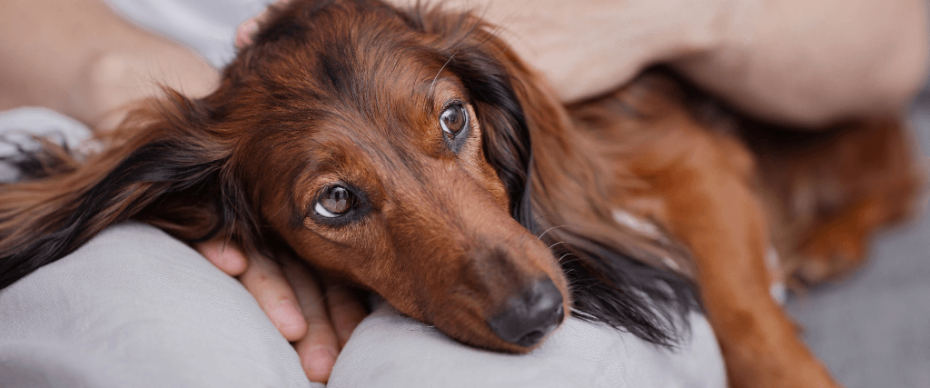 heartworm-in-dogs-why-you-shouldn-t-wait-until-there-are-symptoms