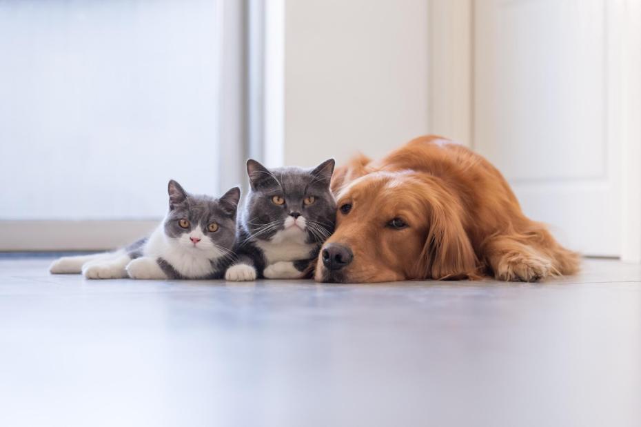 Cats and Dogs Cohabitation