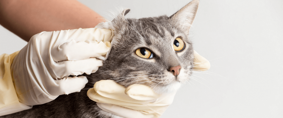 how-to-tell-if-your-cat-has-an-ear-infection