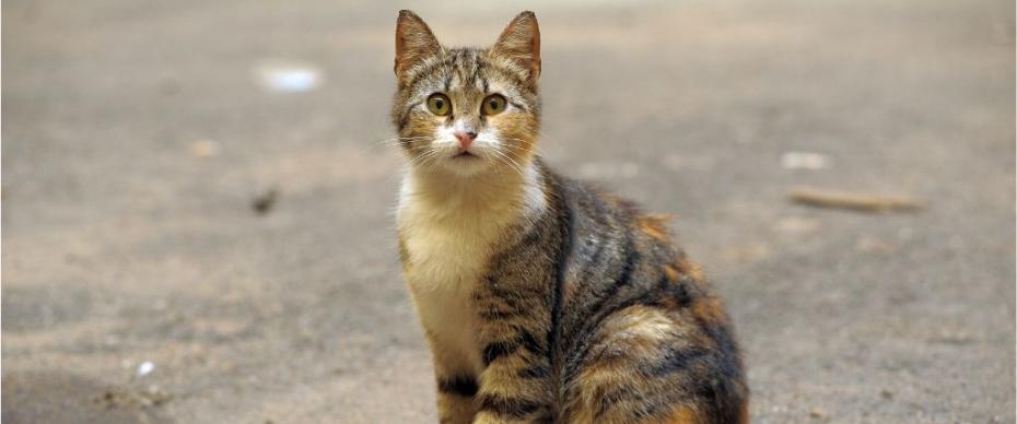 5-tips-for-finding-your-lost-cat-and-how-to-prevent-this-tragedy