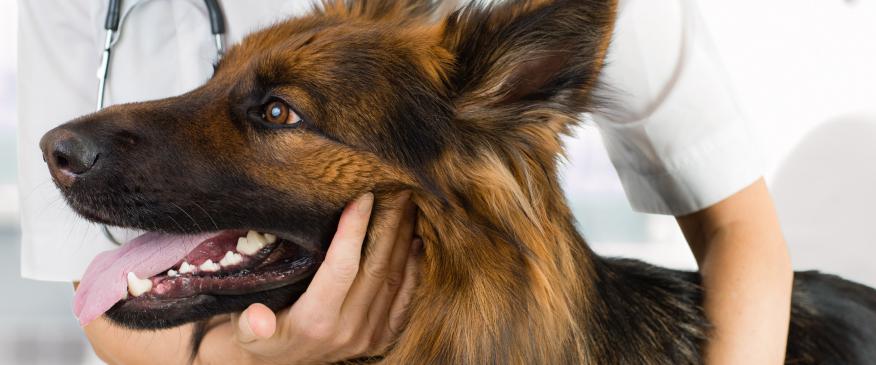 What Are the Core and Non-Core Vaccines For Dogs? All of Your Dog Vaccinations FAQs Answered