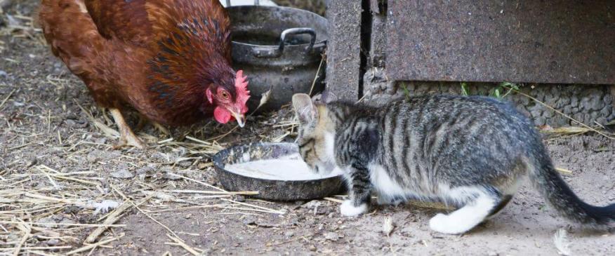 Bird Flu and Cats: What Every Pet Owner Needs to Know