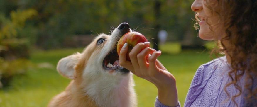 Can My Dog Eat That? A Veterinarian&#039;s Take on the Internet&#039;s Most Asked Foods for Dogs