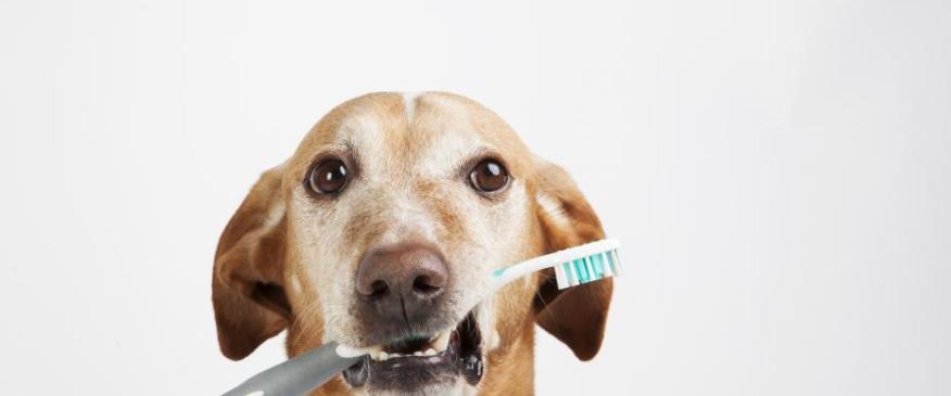 




10 Things You Need to Know About Your Pet&#039;s Bad Breath


