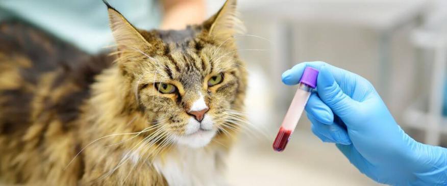 




Feline Baselines &amp; Blood Work: How Knowing Your Cat’s “Normal” Can Lead to Better Health Outcomes


